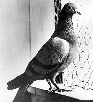 Carrier Collection: Seaplane carrier pigeon, WW1