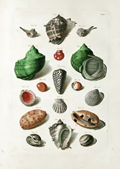 Seashells from 18th century Danish volume