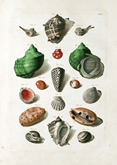 Seashells from 18th century Danish volume Seashells from 18th century Danish volume