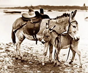 Foal Prints: Seaside donkey and foal