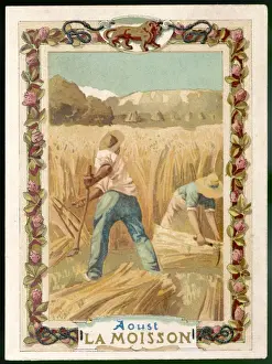 Seasons / August / Harvest