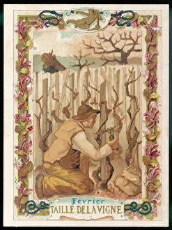 Seasons / February / Vines