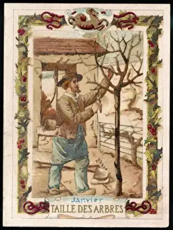 Seasons / January / Pruning