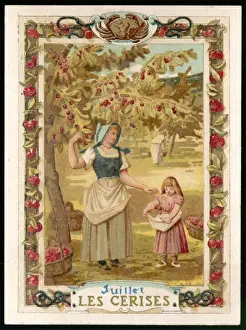Cherries Prints: Seasons / July / Cherries