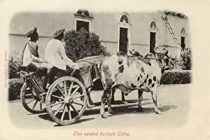 One seated Bullock Ekka (Taxi)