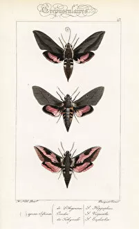 Alexis Collection: Seathorn hawk-moth, dusky hawkmoth and spurge hawkmoth