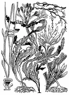Images Dated 8th January 2020: Seaweed