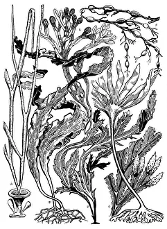 Midgley Collection: Seaweed