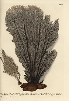 Bark Prints: Seaweed without coral bark 1, and smaller