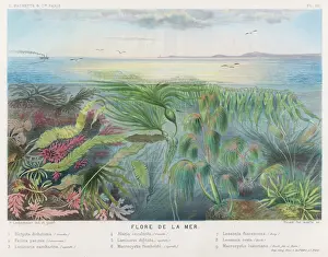 Seaweed & other Flora