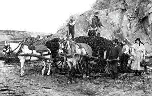 Seaweed gatherers, Jersey