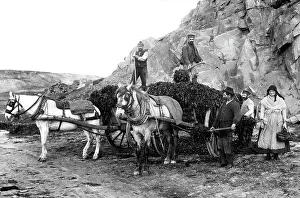 Seaweed Prints: Seaweed gatherers, Jersey, early 1900s