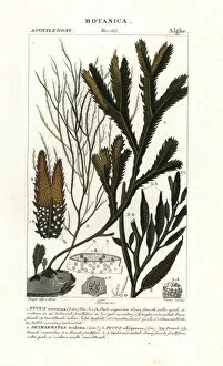 Maize Collection: Seaweed species