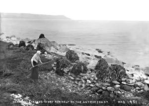 Seaweed Stacked to Dry for Kelp on the Antrim Coast