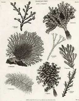 Squamata Prints: Seaweeds, coral weed and algae