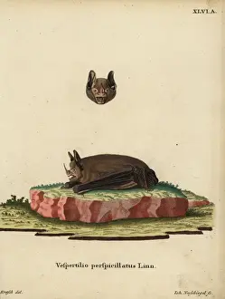 Sebas short-tailed bat, Carollia perspicillata