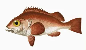 Perch Prints: Sebastes norvegicus, or Rose Fish