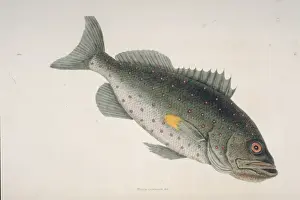 Mark Catesby Prints: Sebastes sp. rockfish