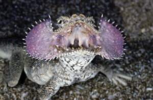 Amphibians Collection: Secret Toad-Headed Agama - dispays its collar