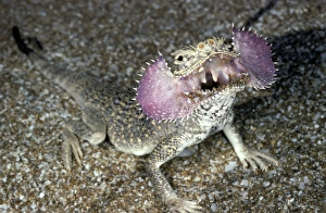 Amphibians Collection: Secret Toad-Headed Agama - dispays being disturbed