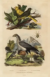 Fries Prints: Secretary bird, Sagittarius serpentarius