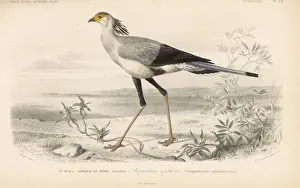 Secretary bird, Sagittarius serpentarius. Vulnerable