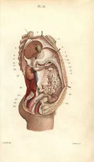 Abdomen Gallery: Section through the abdomen