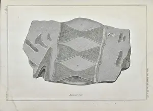 Basire Prints: Section through the vertebrae of an ichthyosaur
