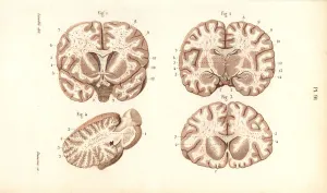 Masse Prints: Sections through the brain