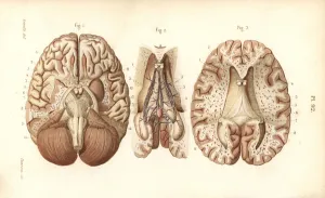 Sections Prints: Sections through the brain and pineal gland
