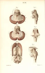 Masse Prints: Sections through the cerebellum, ventricular system