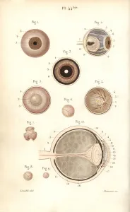 Masse Prints: Sections of the eyeball and its membranes