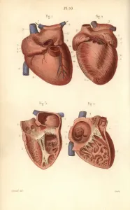 Masse Prints: Sections of the heart