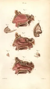 Masse Prints: Sections of the nasal cavity