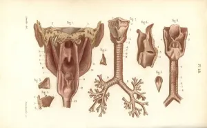 Masse Prints: Sections of the pharynx and larynx
