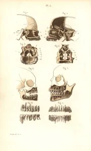 Masse Prints: Sections of skull, nasal cavity, jaw and teeth