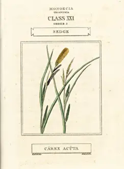 Duppa Prints: Sedge, Carex acuta