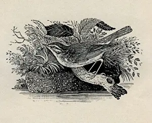 Bewick Prints: Sedge Warbler