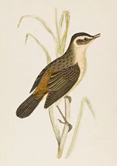 Warbler Gallery: Sedge-Warbler (Morris)