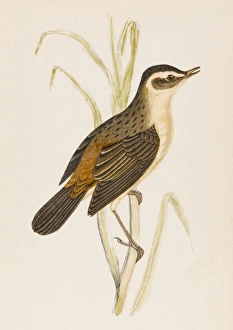 Acrocephalus Gallery: Sedge-Warbler (Morris)