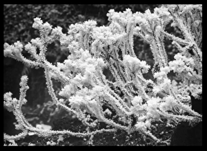 Winter Scenes Gallery: Sedum Turkestanicum (Sedum Ewersii)
