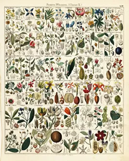 Allgemeine Gallery: Seed and fruit plants