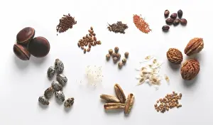 Biodiverse Prints: Seed specimens