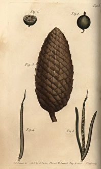 Seed vessel pericarpium of the gooseberry 1-2 Seed vessel pericarpium of the gooseberry 1-2