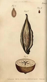 Seed vessel pericarpium of the milkweed Asclepias