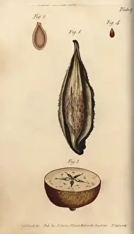 Asclepias Prints: Seed vessel pericarpium of the milkweed Asclepias