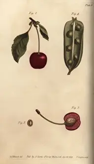 Seed vessel pericarpium of the pea Pisum sativum