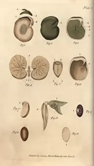 Seeds and their parts: garden bean 1-5, fig