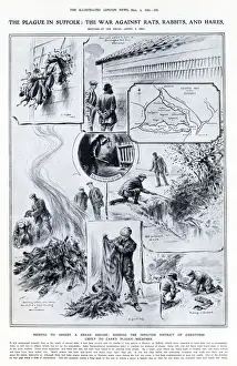 Tails Prints: Seeking to arrest the dread disease: ridding the infected district of creatures likely to