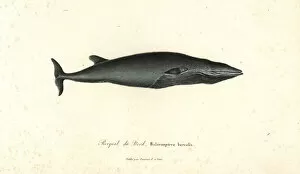 Sei whale, Balaenoptera borealis. Endangered
